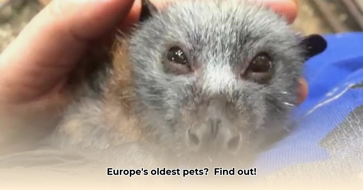 oudste-europese-huisdier